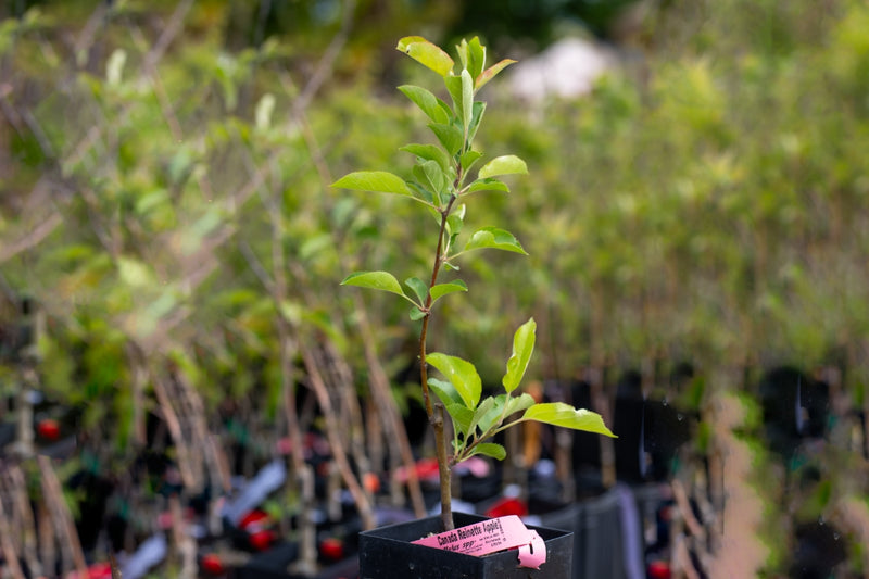 Load image into Gallery viewer, Canada Reinette Apple