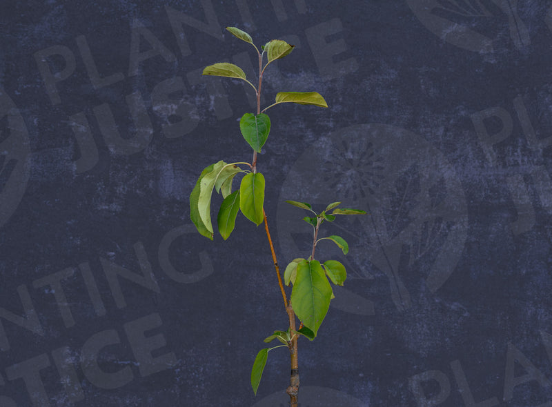 Load image into Gallery viewer, Chestnut Crabapple
