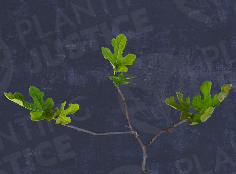 Load image into Gallery viewer, Chicago Hardy Fig