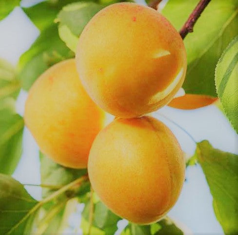 Chinese Apricot