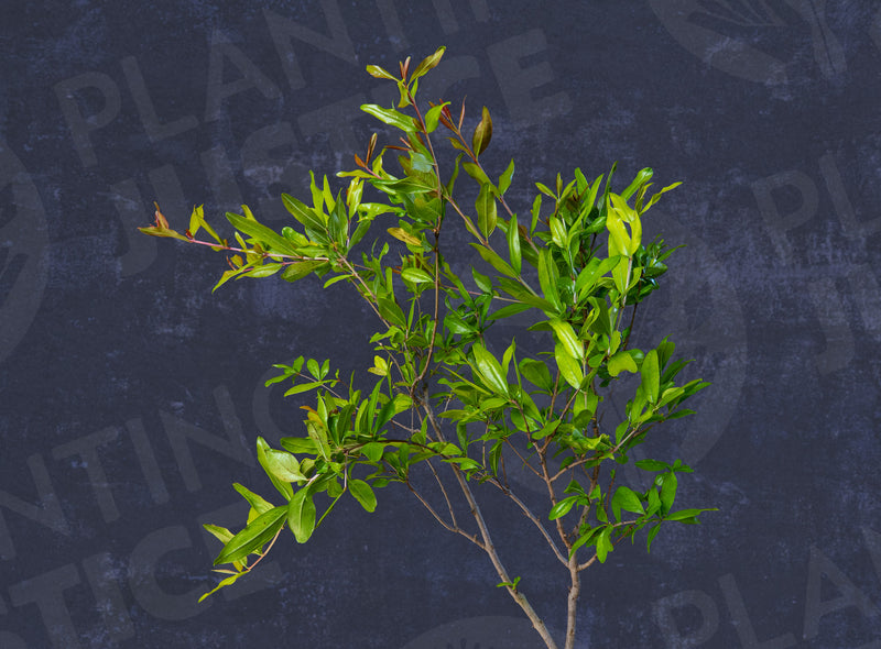Load image into Gallery viewer, Cranberry Pomegranate