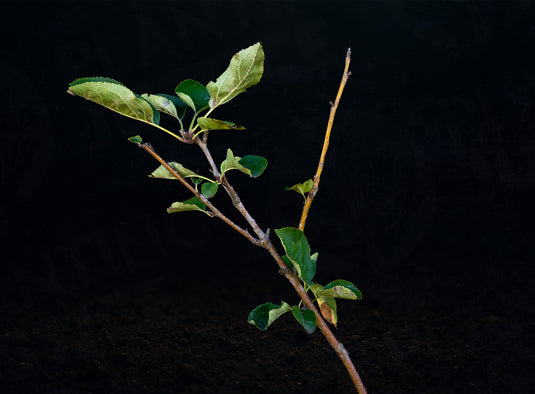 Early Summer Red Apple