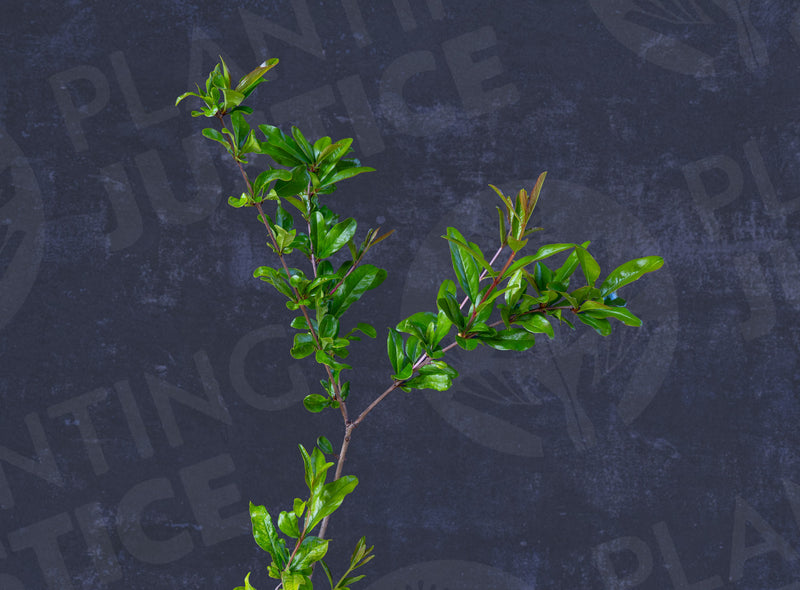 Load image into Gallery viewer, Eve Pomegranate