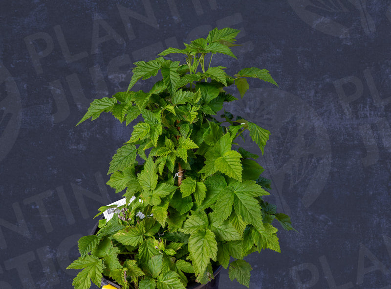 Load image into Gallery viewer, Fall Gold Raspberry