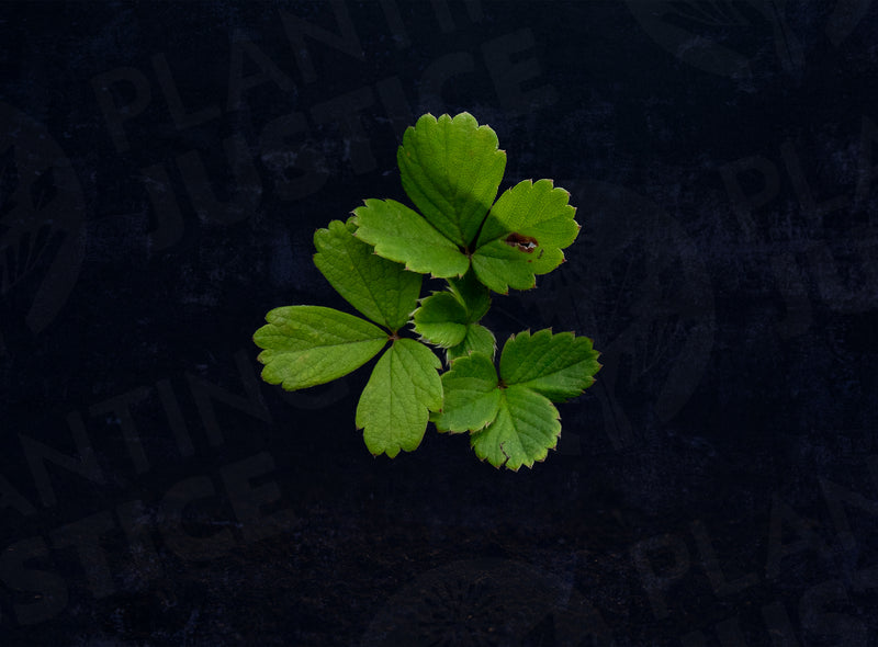 Load image into Gallery viewer, Woodland strawberry (Fraise de Bois)