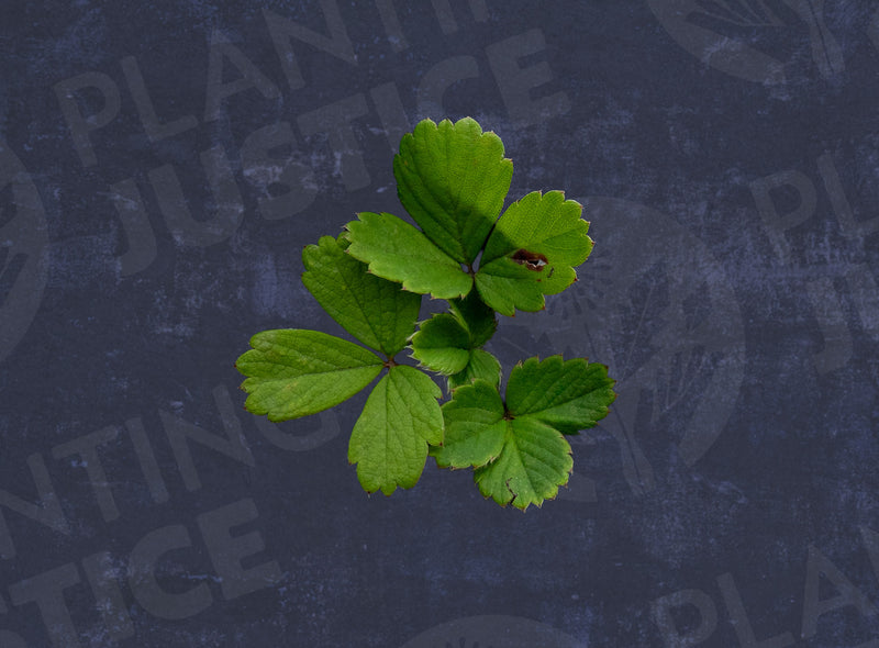 Load image into Gallery viewer, Woodland strawberry (Fraise de Bois)