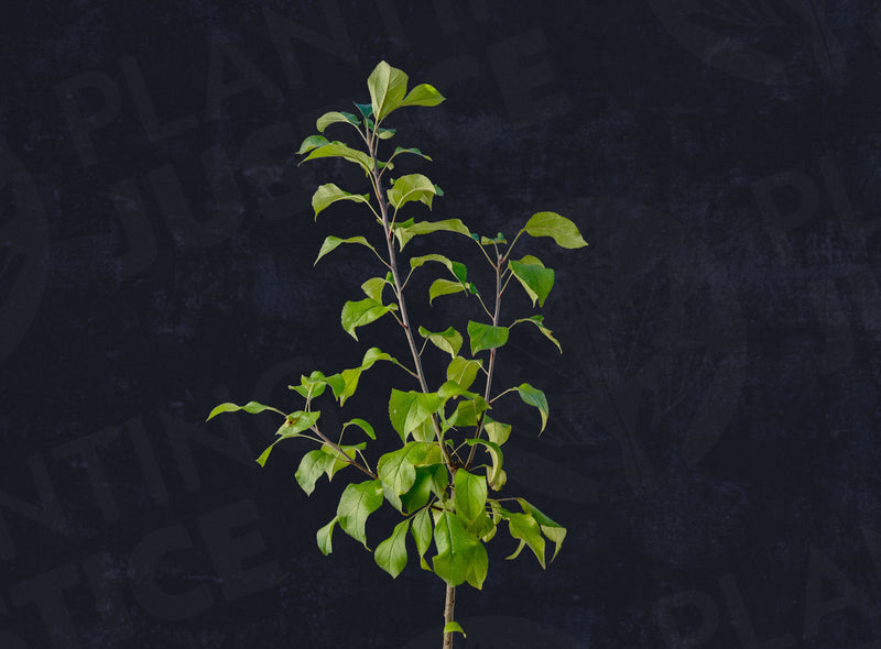 Load image into Gallery viewer, Garden Delicious Dwarf Apple