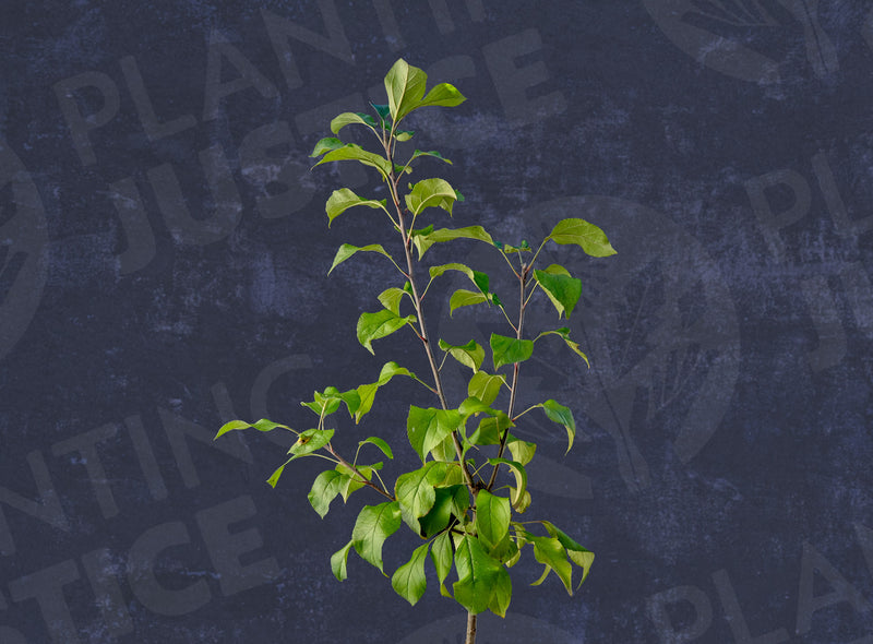 Load image into Gallery viewer, Garden Delicious Dwarf Apple