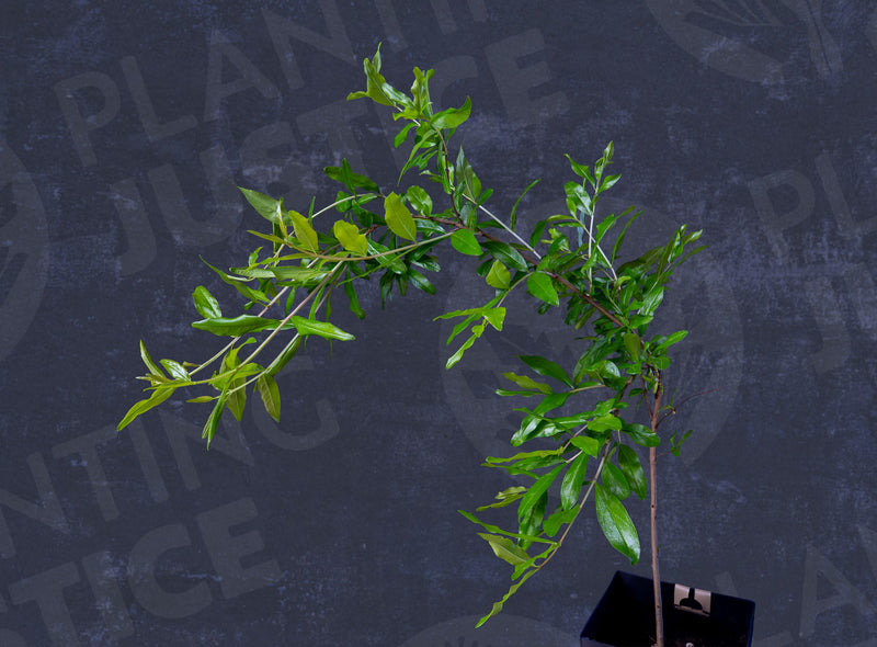 Load image into Gallery viewer, Gissarskii Rozovyi Pomegranate
