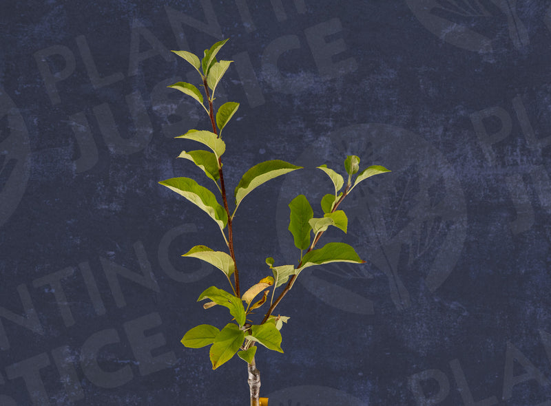 Load image into Gallery viewer, Golden Delicious Apple