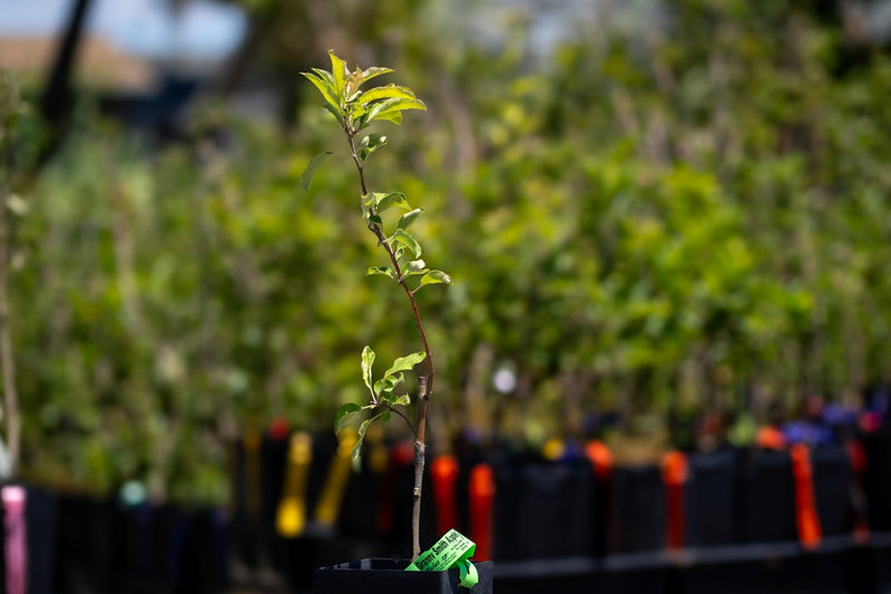 Load image into Gallery viewer, Granny Smith Apple in Pot at our Nursery