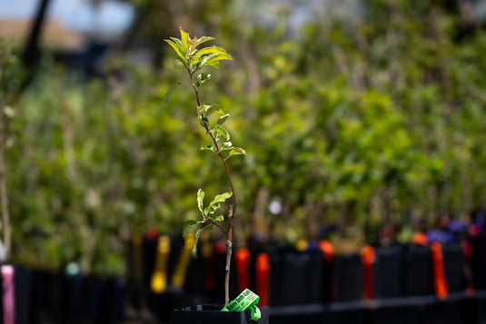 Granny Smith Apple in Pot at our Nursery