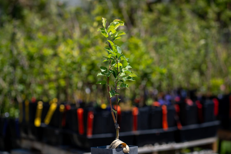 Load image into Gallery viewer, Hauer Pippin Apple