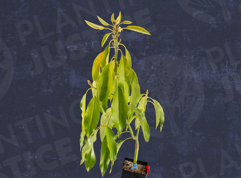 Load image into Gallery viewer, Holiday Avocado