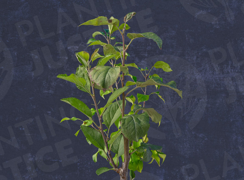 Load image into Gallery viewer, Honeycrisp™ Apple