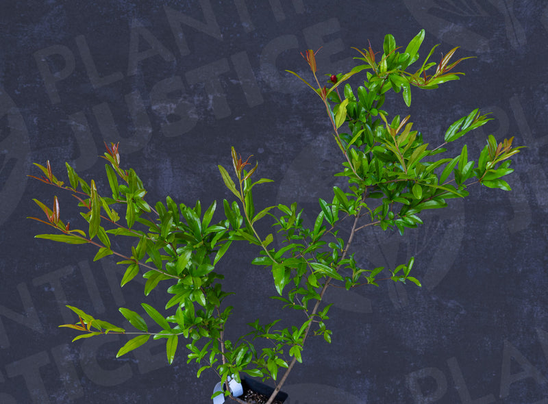 Load image into Gallery viewer, Hotuni Zigar Pomegranate