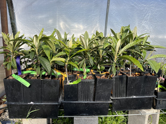 Advance Loquat (Eriobotrya Japonica)(Loquat)