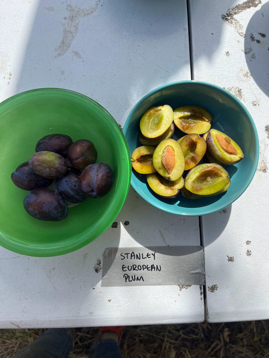 Stanley Plum