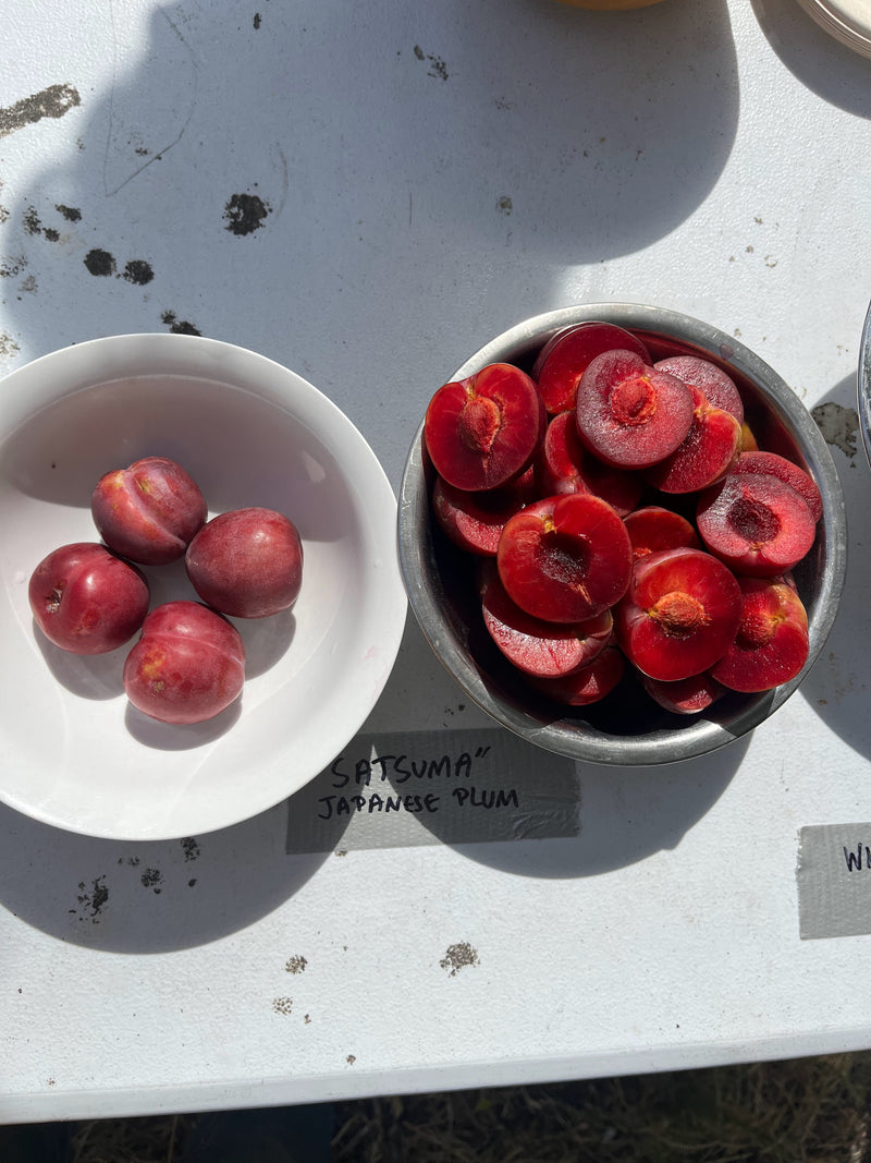 Load image into Gallery viewer, Satsuma Plum