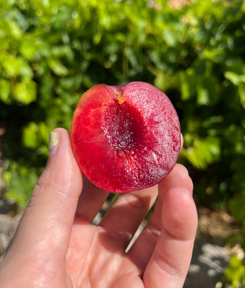 Load image into Gallery viewer, Satsuma Plum