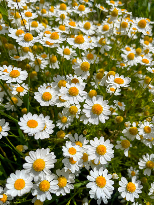 Feverfew