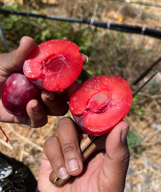 Hollywood Plum