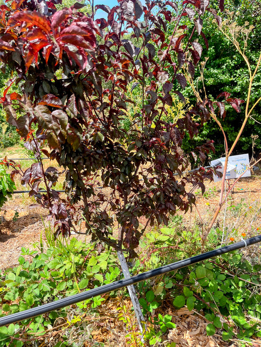 Hollywood Plum