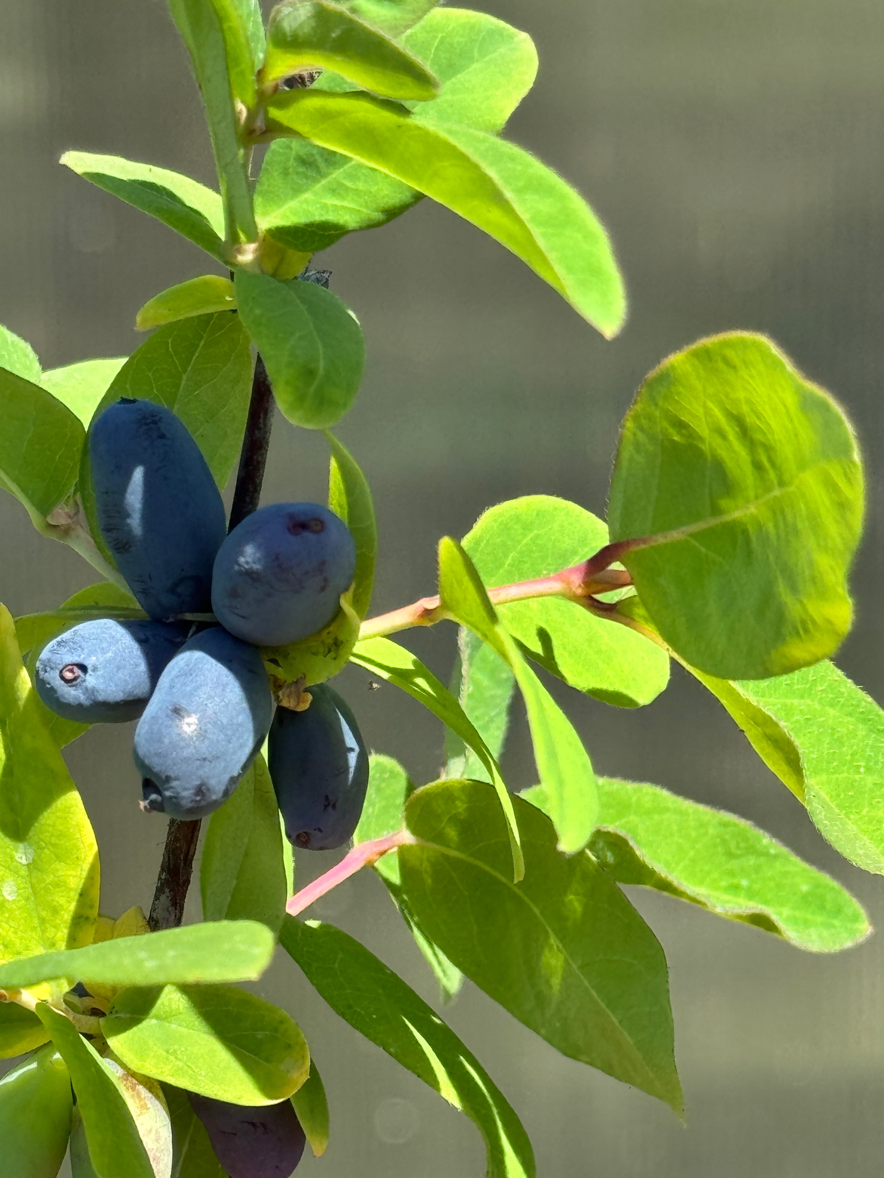 Blue Hokkaido™ Honeyberry – Planting Justice