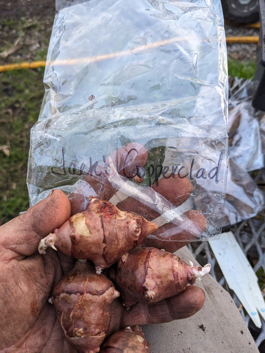 Jack's Copperclad Red Sunchokes