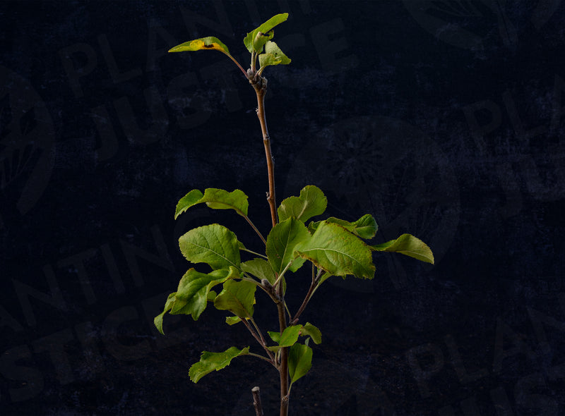 Load image into Gallery viewer, Jonafree Apple