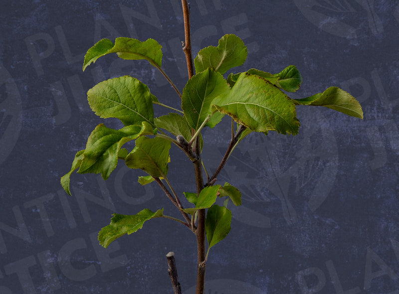 Load image into Gallery viewer, Jonafree Apple