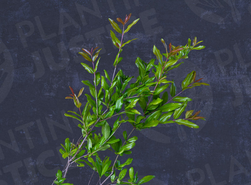 Load image into Gallery viewer, Kaim-anor Pomegranate