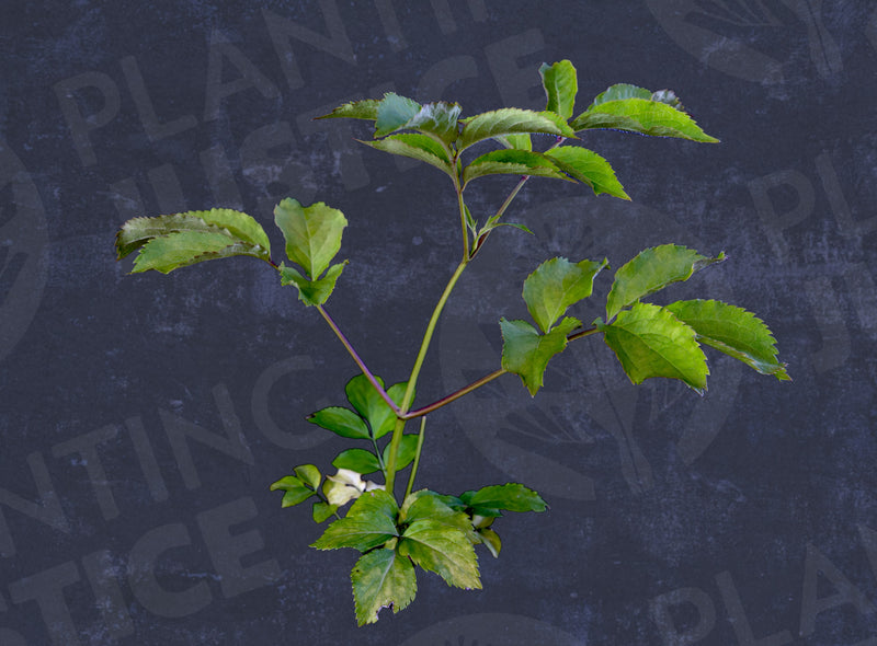 Load image into Gallery viewer, Marge Elderberry Hybrid