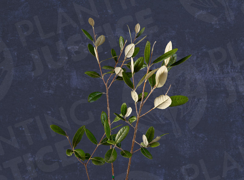 Load image into Gallery viewer, Marion Pineapple Guava