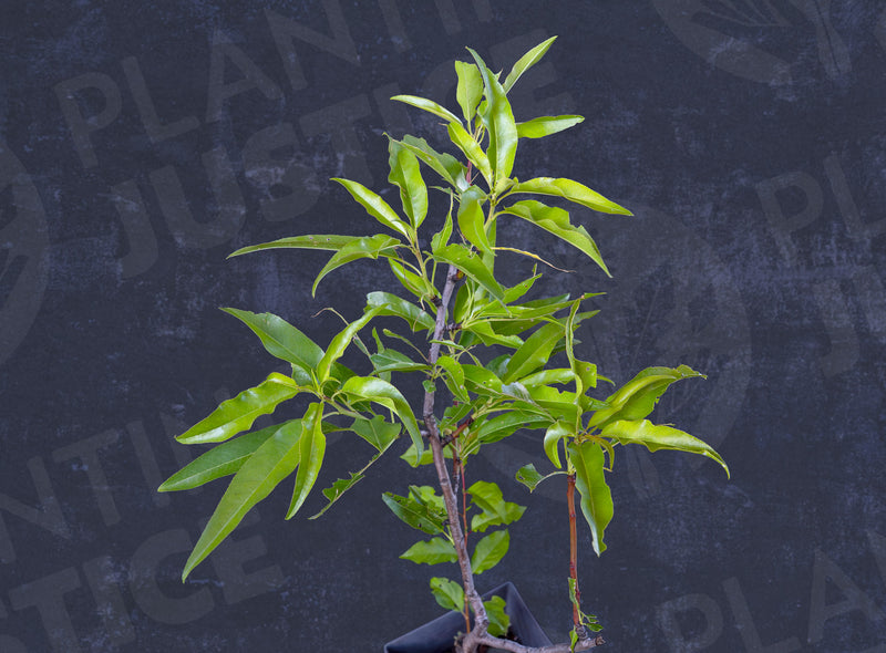 Load image into Gallery viewer, Texas Mission Almond