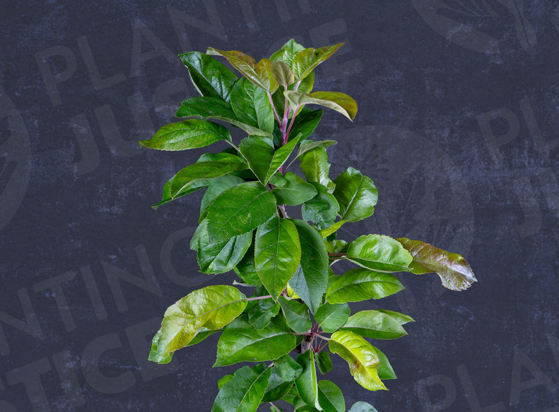Load image into Gallery viewer, Monarch Apple