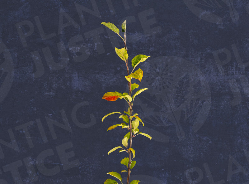 Load image into Gallery viewer, Mountain Rose Red Flesh Apple