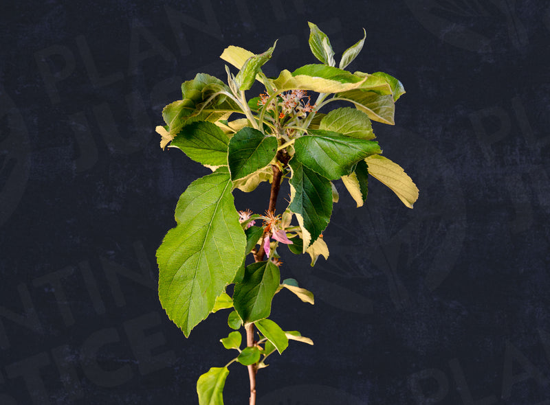 Load image into Gallery viewer, Mountain Rose Red Flesh Apple