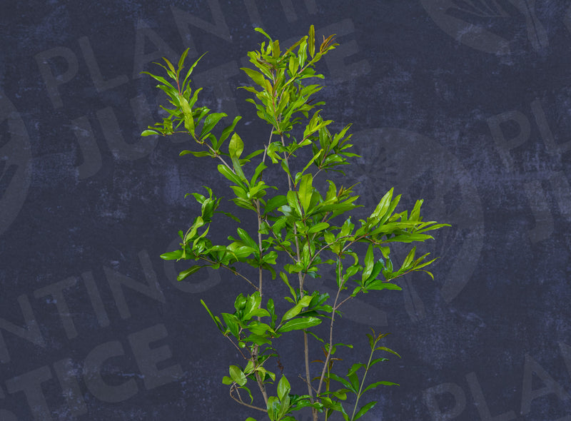 Load image into Gallery viewer, Nochi-Shierri Pomegranate