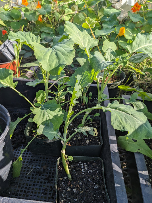 Chomolia "African Tree Kale"