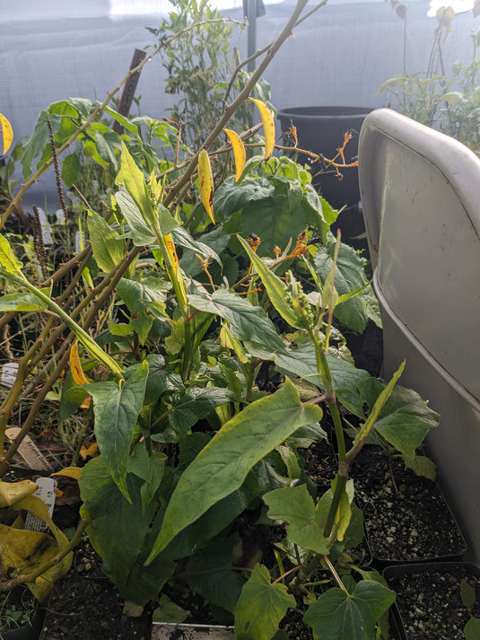 African/Gabonese Sorrel (Garden Sorrel)