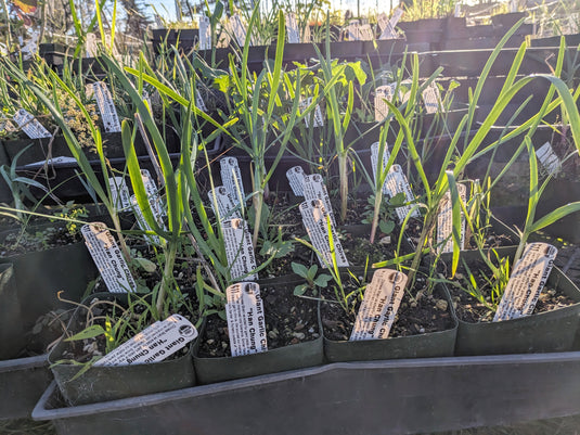 Giant Garlic Chive "Han Chung"