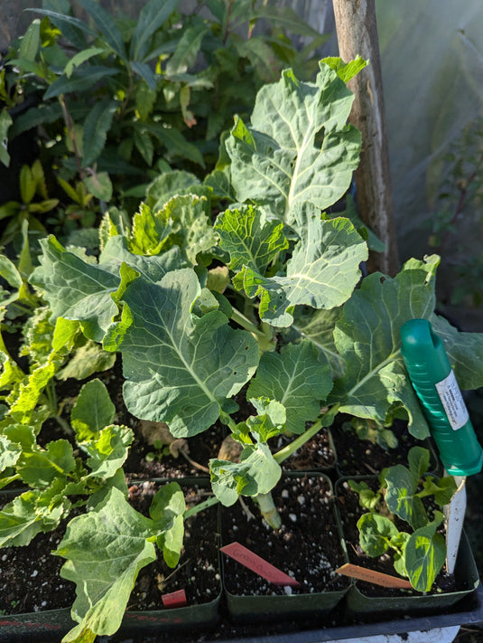 Green Queen Tree Collard