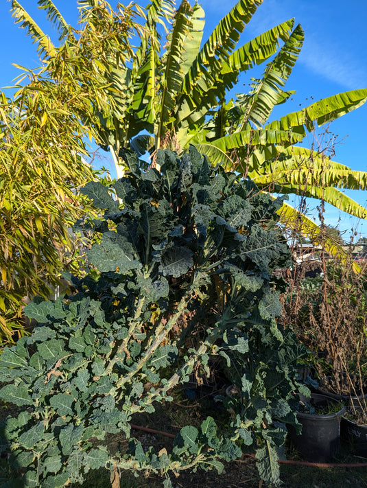Clementine Tall Tree Kale