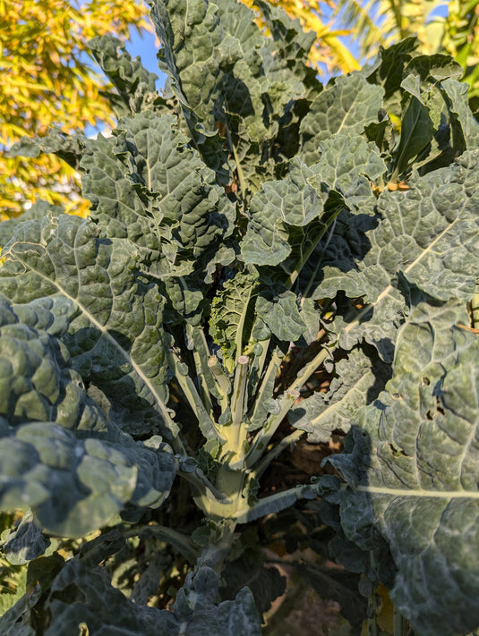 Clementine Tall Tree Kale