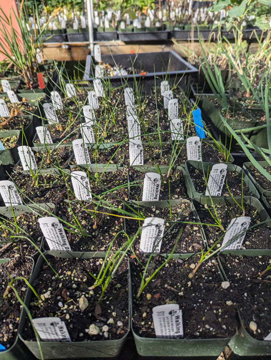 Wild Walking Garlic (Meadow Garluic)