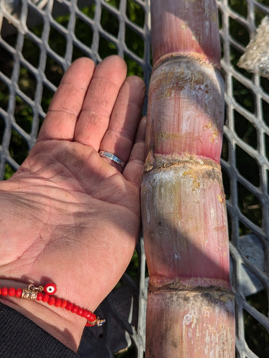Elephant's Foot Sugarcane