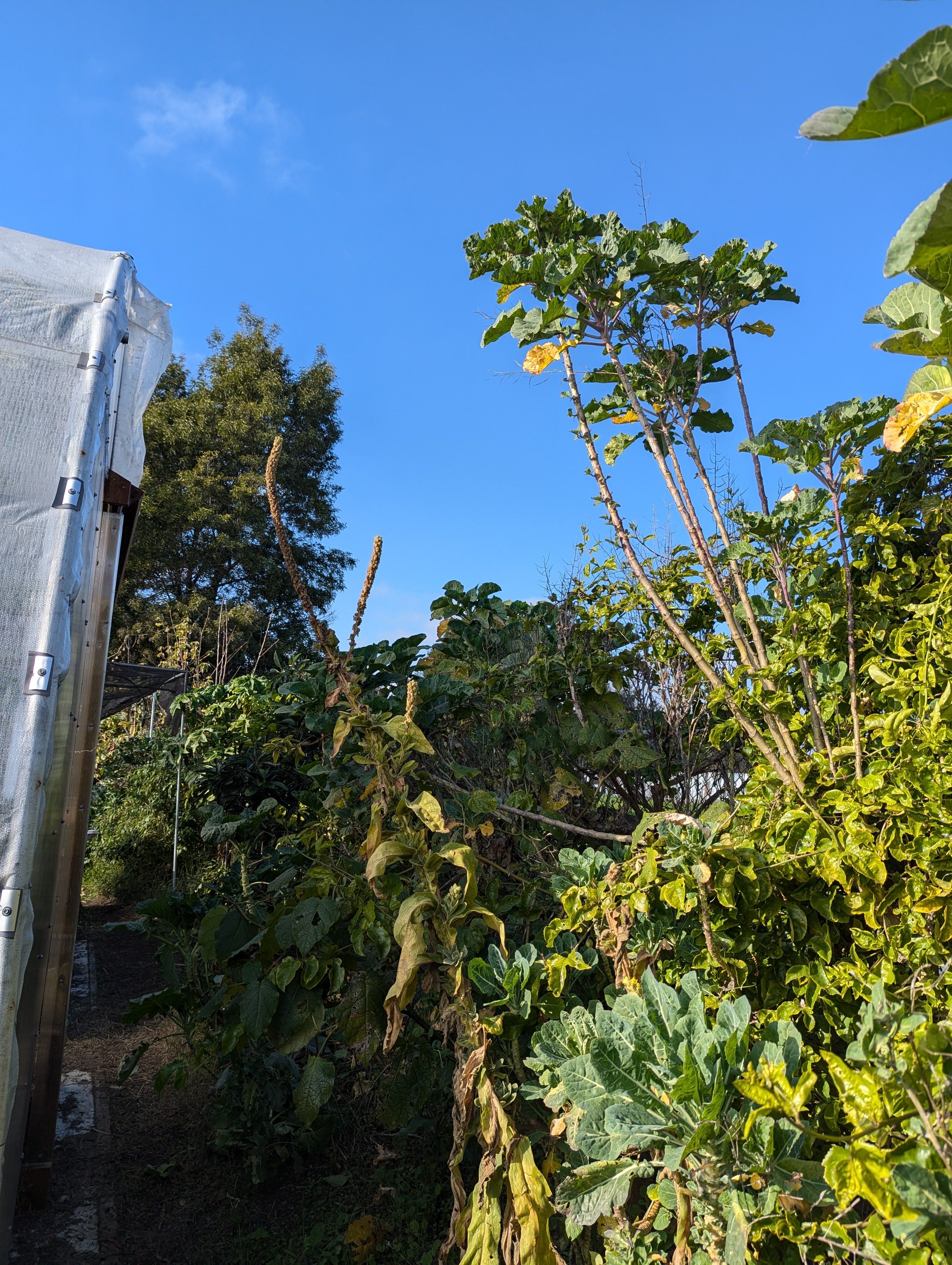 Big Vic's Love Supreme Tree Collard #2 (15ft+ Tall) – Planting Justice