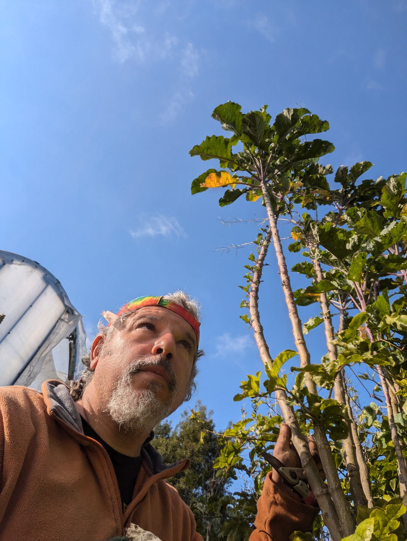 Load image into Gallery viewer, Big Vic's Love Supreme Tree Collard #2 (15ft+ Tall)