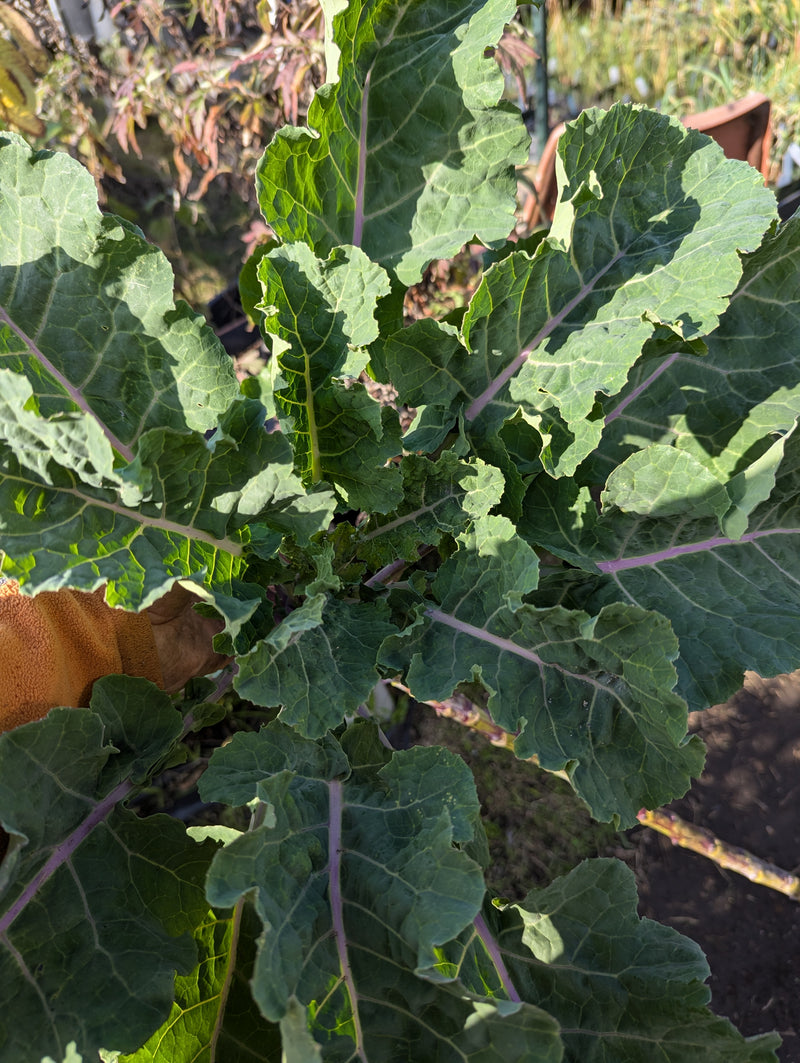 Load image into Gallery viewer, Big Vic's Love Supreme Tree Collard #2 (15ft+ Tall)